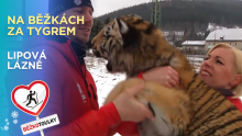 Na běžkách pochovat si tygra I Běžkotoulky Lipová - lázně Na běžkách pochovat si tygra I Běžkotoulky Lipová - lázně